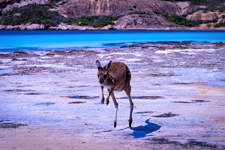 Sandy beach with clear waters and rocky mounds in background and kangaroo hopping across the sand in foreground