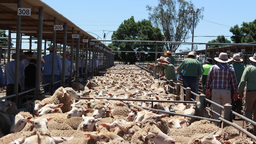 Thousands of sheep are sold at Wagga Wagga saleyards each week.
