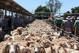 Thousands of sheep are sold at Wagga Wagga saleyards each week.