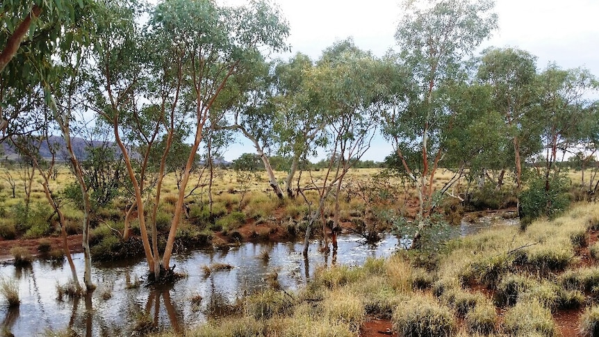 Water flows down a small creek. Bushland surrounds.