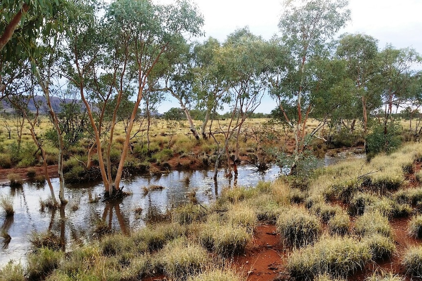 Water flows down a small creek. Bushland surrounds.