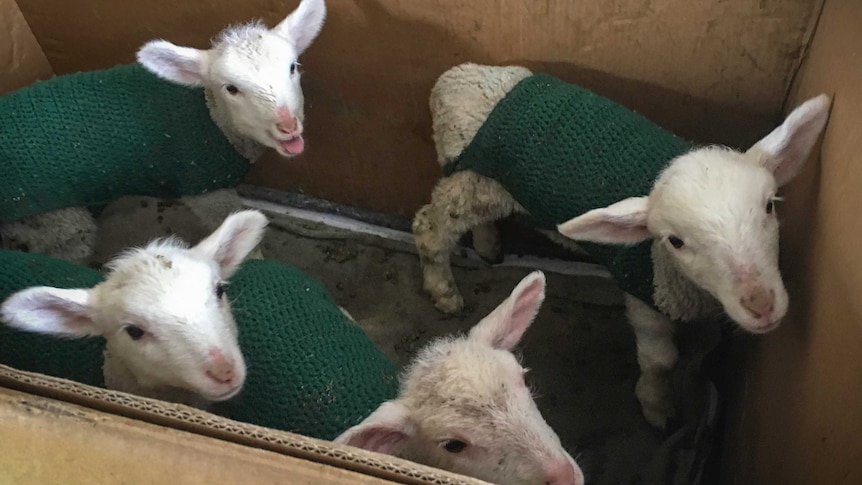 Lambs in a cardboard box with knitted jackets on