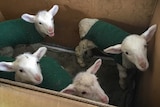 Lambs in a cardboard box with knitted jackets on