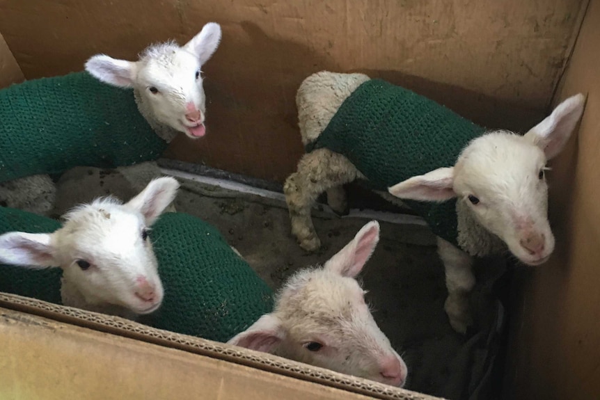 Lambs in a cardboard box with knitted jackets on