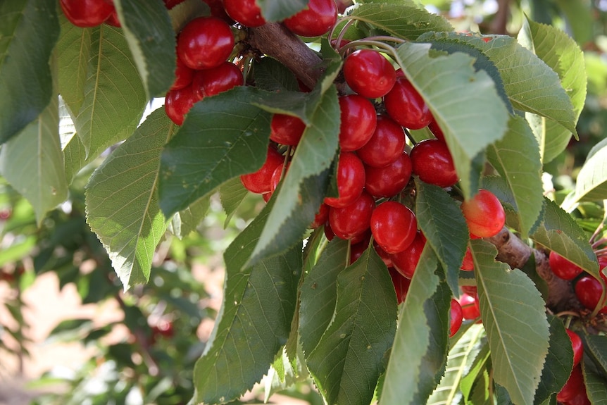 Cherries on a cherry tree
