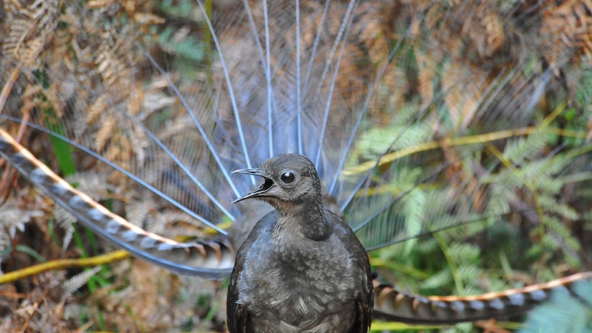 Superb lyrebird singing in Sherbrooke Forest in Victoria