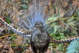 Superb lyrebird singing in Sherbrooke Forest in Victoria.