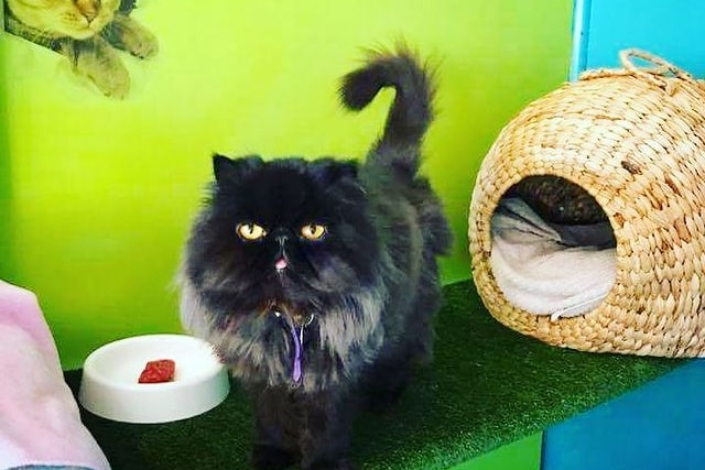 Black cat with a tongue hanging out sitting on a bench with a cat cave and bowl of food on either side. 