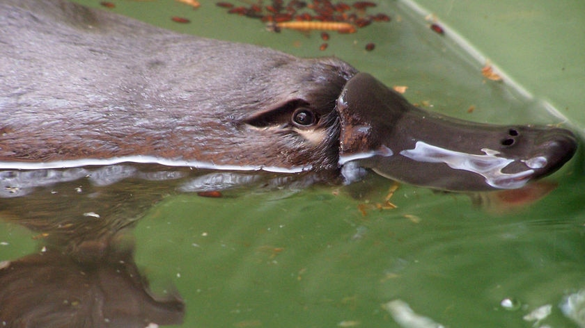 Platypus swims in water