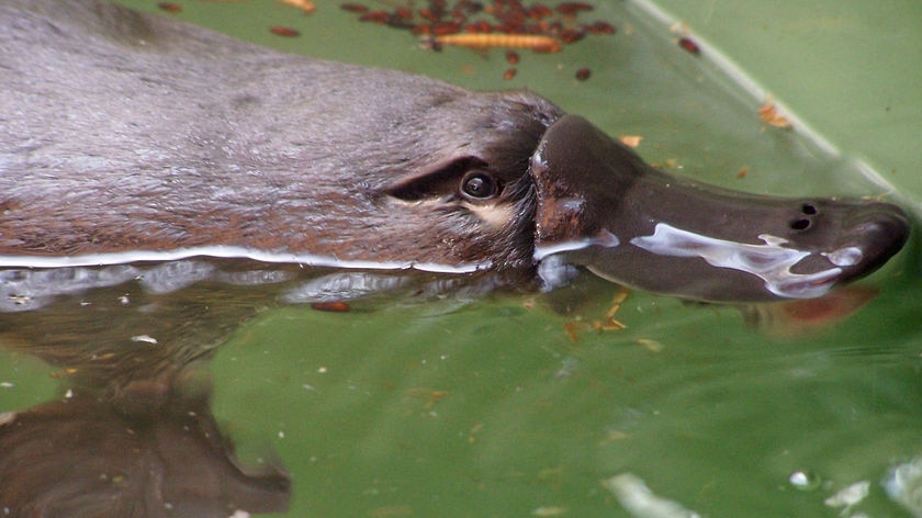 Scientists say platypus populations have fallen sharply across Victoria due to drought and floods.