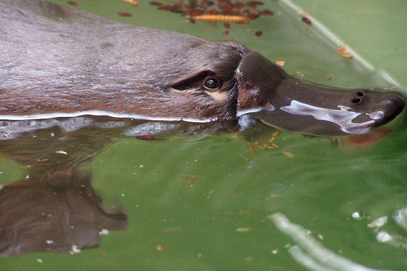 Platypus swims in water