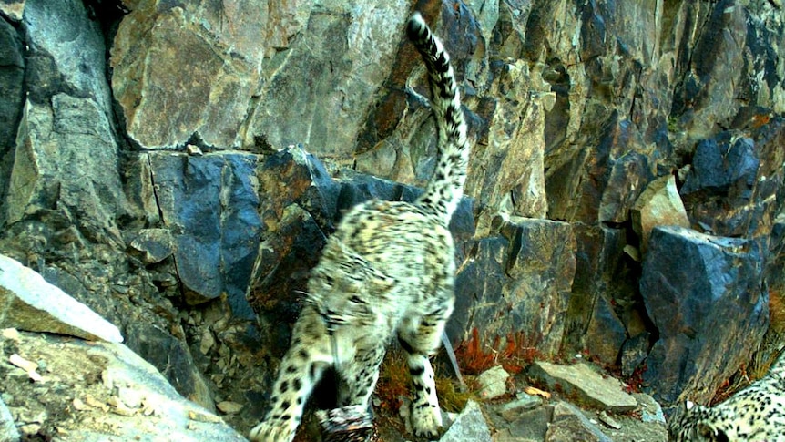 A snow leopard steals a camera left by researchers in a wild, mountainous area of Tajikstan.