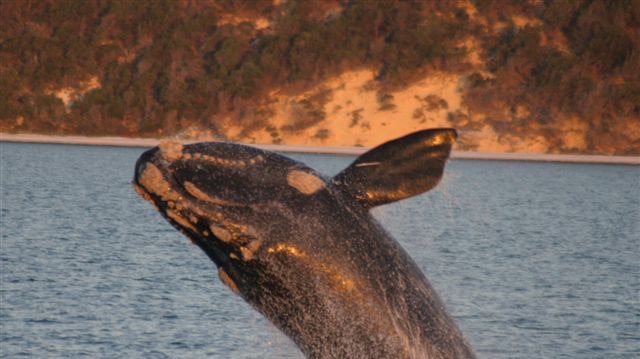 A southern right whale in Hervey Bay,  off the Queensland coast.