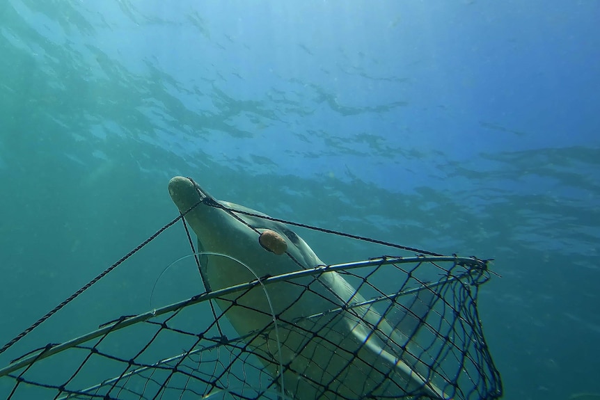 A dolphin steals bait from a crab pot off Bunbury