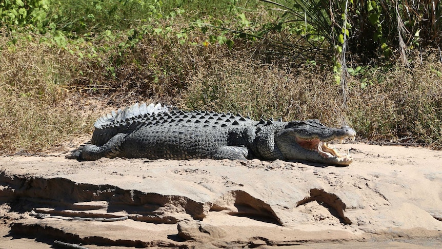 Saltwater crocodile sunbaking on a river bank