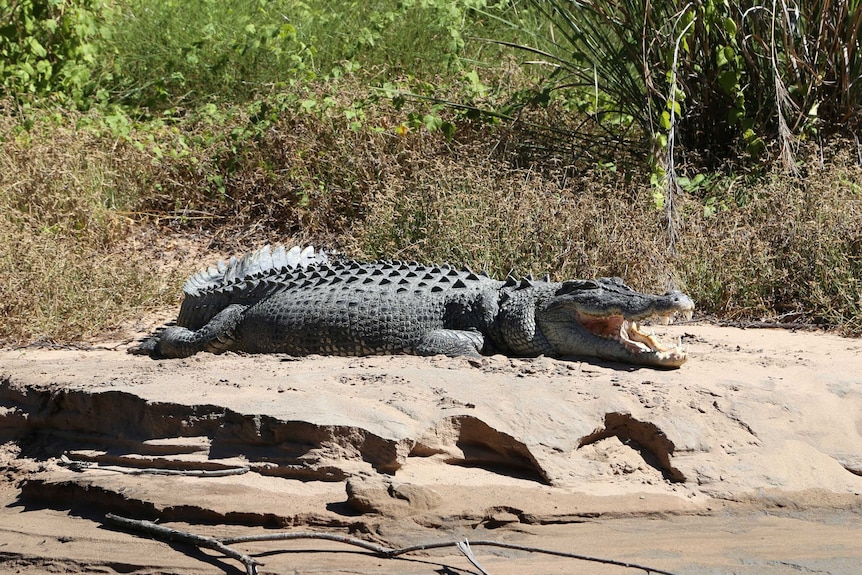 A large estuarine crocodile basking on a river bank.
