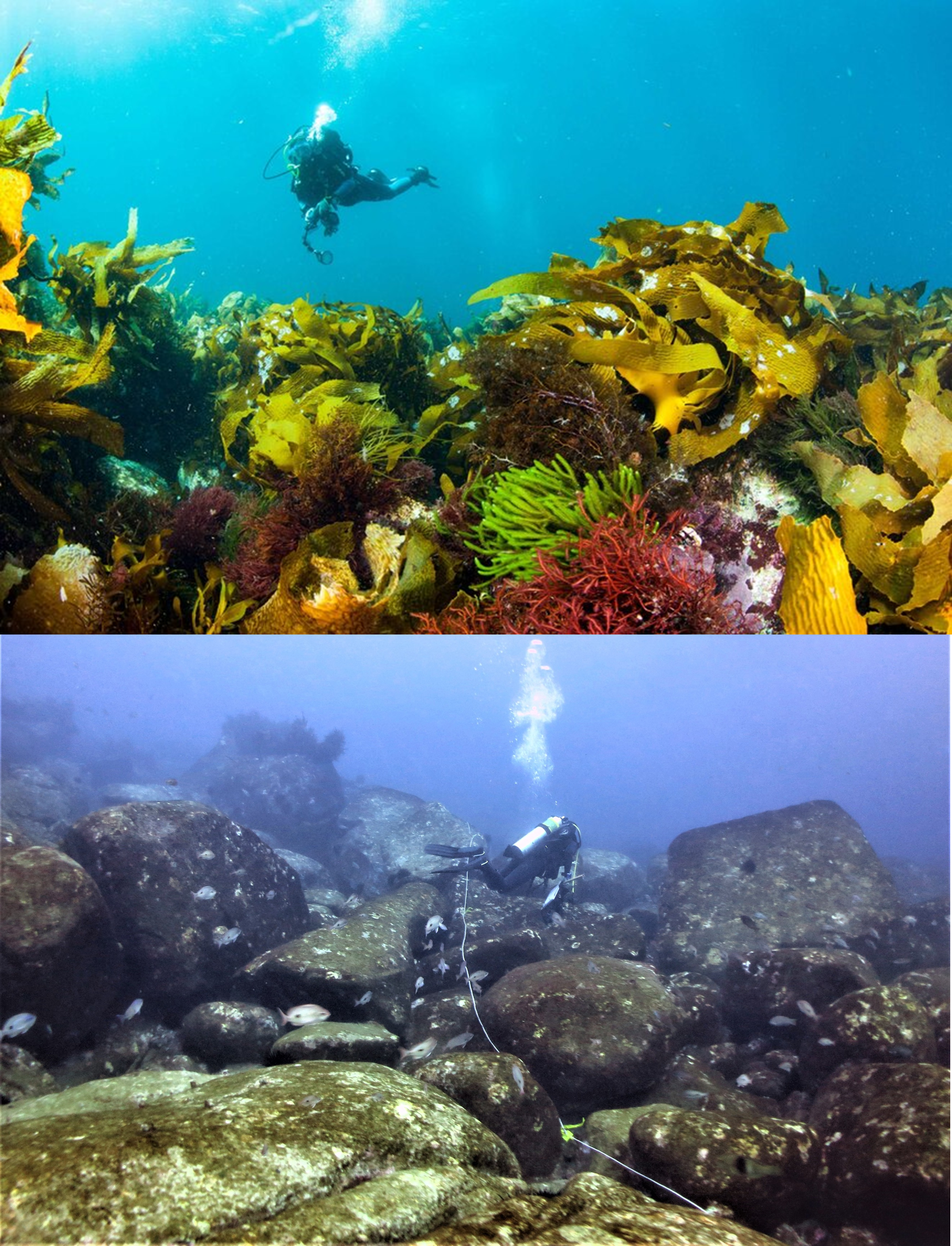 Two images: one of a healthy reef and one barren.