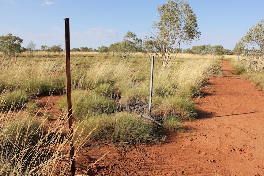 Star pickets mark the boundary of each spinifex test area at Split Rock cattle station, 35 km south of Camooweal.