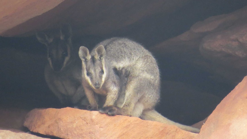 Black-flanked rock wallaby