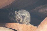 Black-flanked rock wallaby