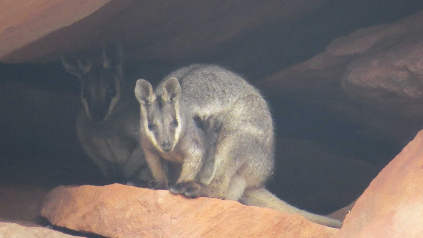 Kalbarri rock wallabies flown in