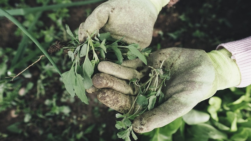 A gardener's glove holding some weeds.
