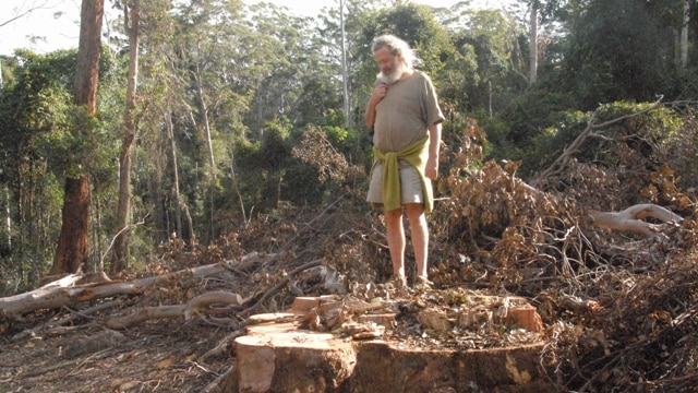 Old growth logging in Koreelah State Forest