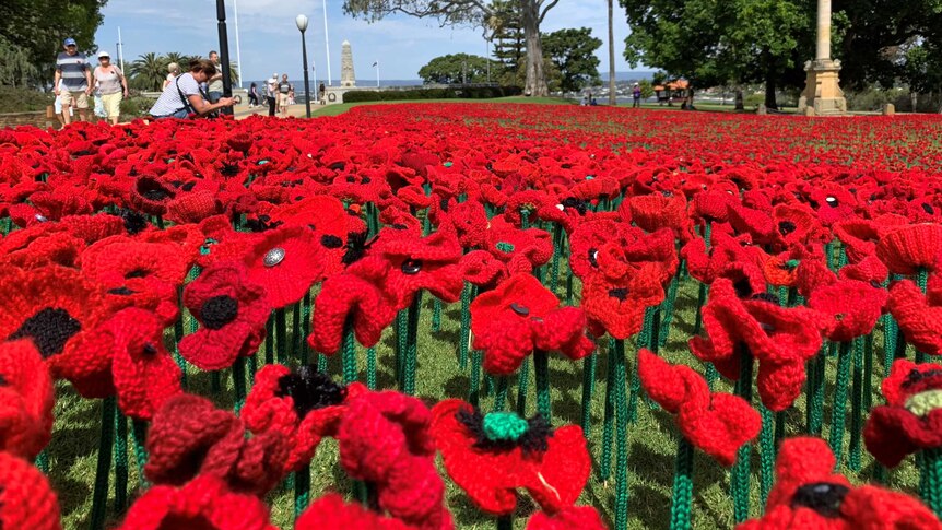 Poppies on the lawn at Kings Park