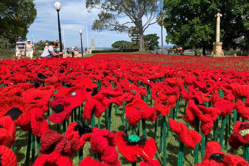 Poppies on the lawn at Kings Park