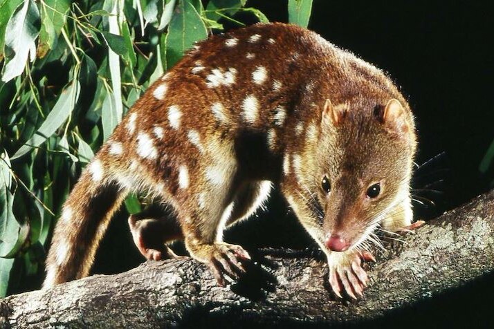 A spotted tail quoll. 