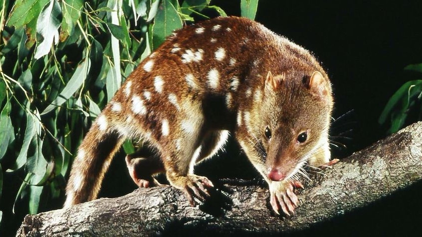 A spotted tail quoll. 