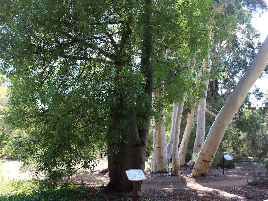 Bottle tree (Brachychiton rupestris) at the Australian National Botanic Gardens.