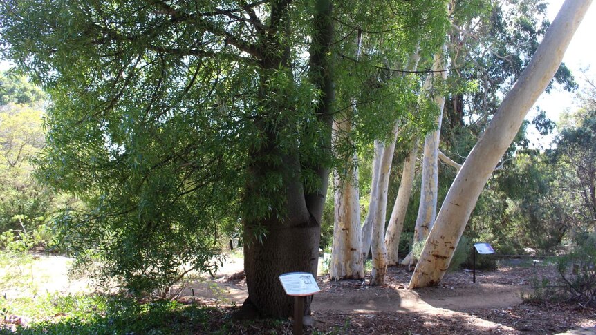 Bottle tree (Brachychiton rupestris) at the Australian National Botanic Gardens.