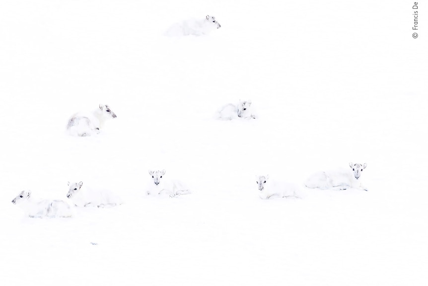Barely visible white reindeers in snow.