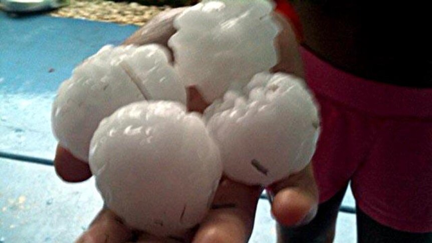 several golf-ball size hailstones that fell at Logan are held in the palm of a hand