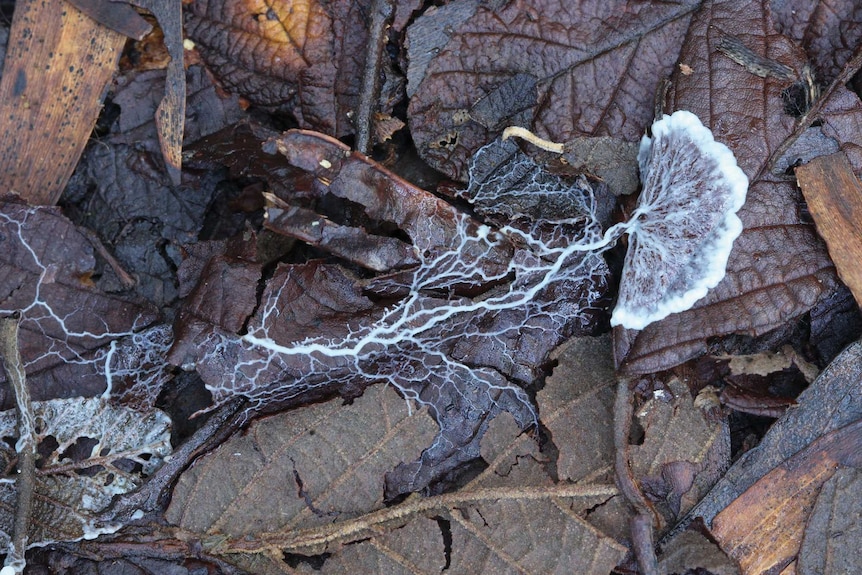 White slime mould plasmodium
