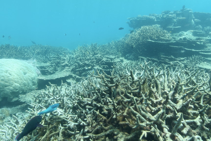 22 percent of the reef was killed in 2016 by coral bleaching.