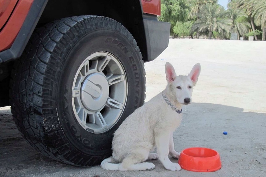 A small white German Shepherd puppy next to the wheel of a car, in front of a background of palm trees.