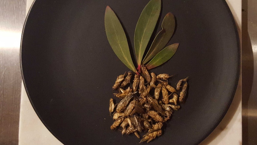 Cooked crickets on a black plate with green leaves