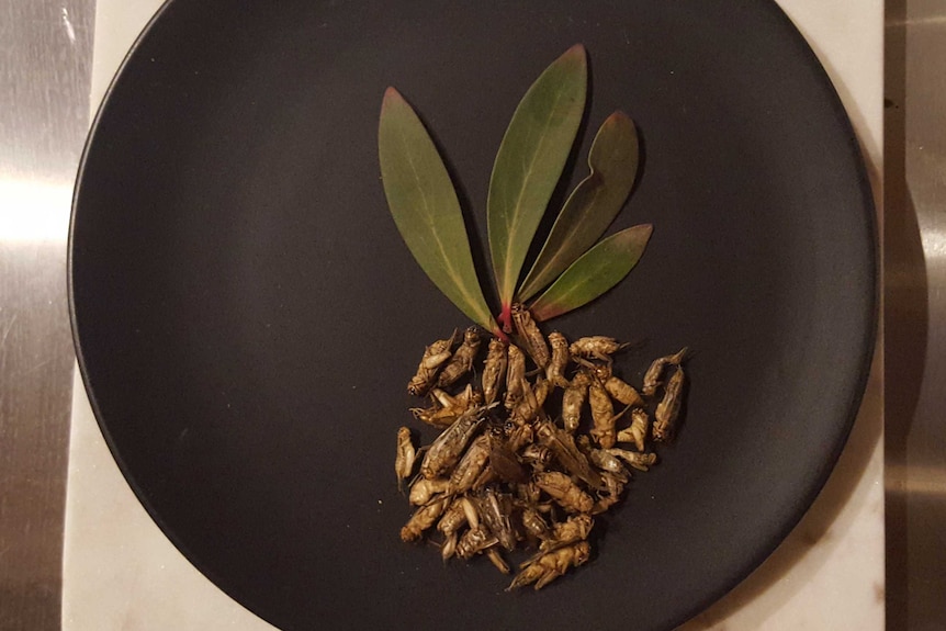 Cooked crickets on a black plate with green leaves