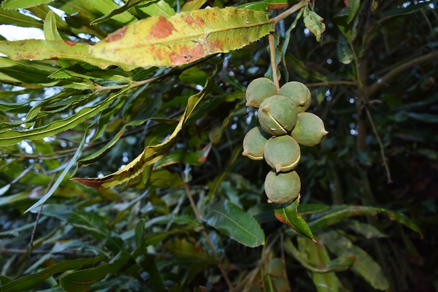Macadamias on a tree at Drouin, in west Gippsland.