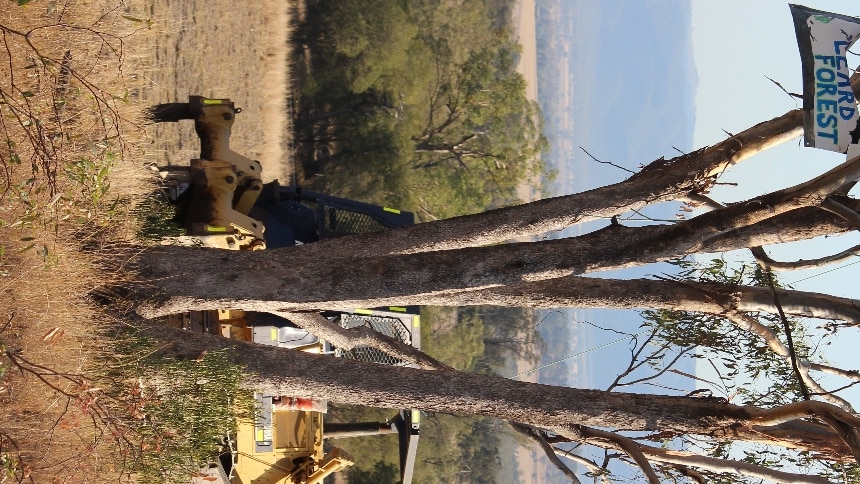 Maules Creek Mine protesters at Leard State Forest near Boggabri in January 2014