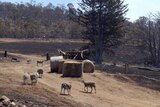 Sheep wander on a bushfire-devastated property in Dunalley