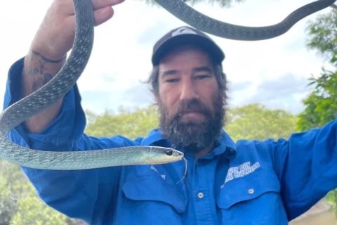 a bearded man in a blue shirt and cap holds up a blue tree snake