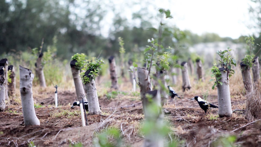 Magpies wander between apple tree stumps at Coorara Estate, in Kalangadoo.