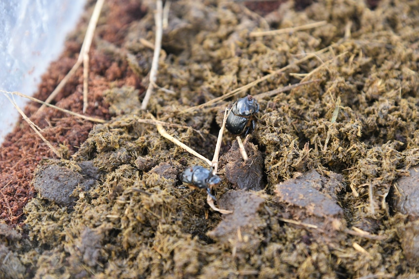 Closeup of two small, black shiny dung beetles climbing over fresh cattle poo