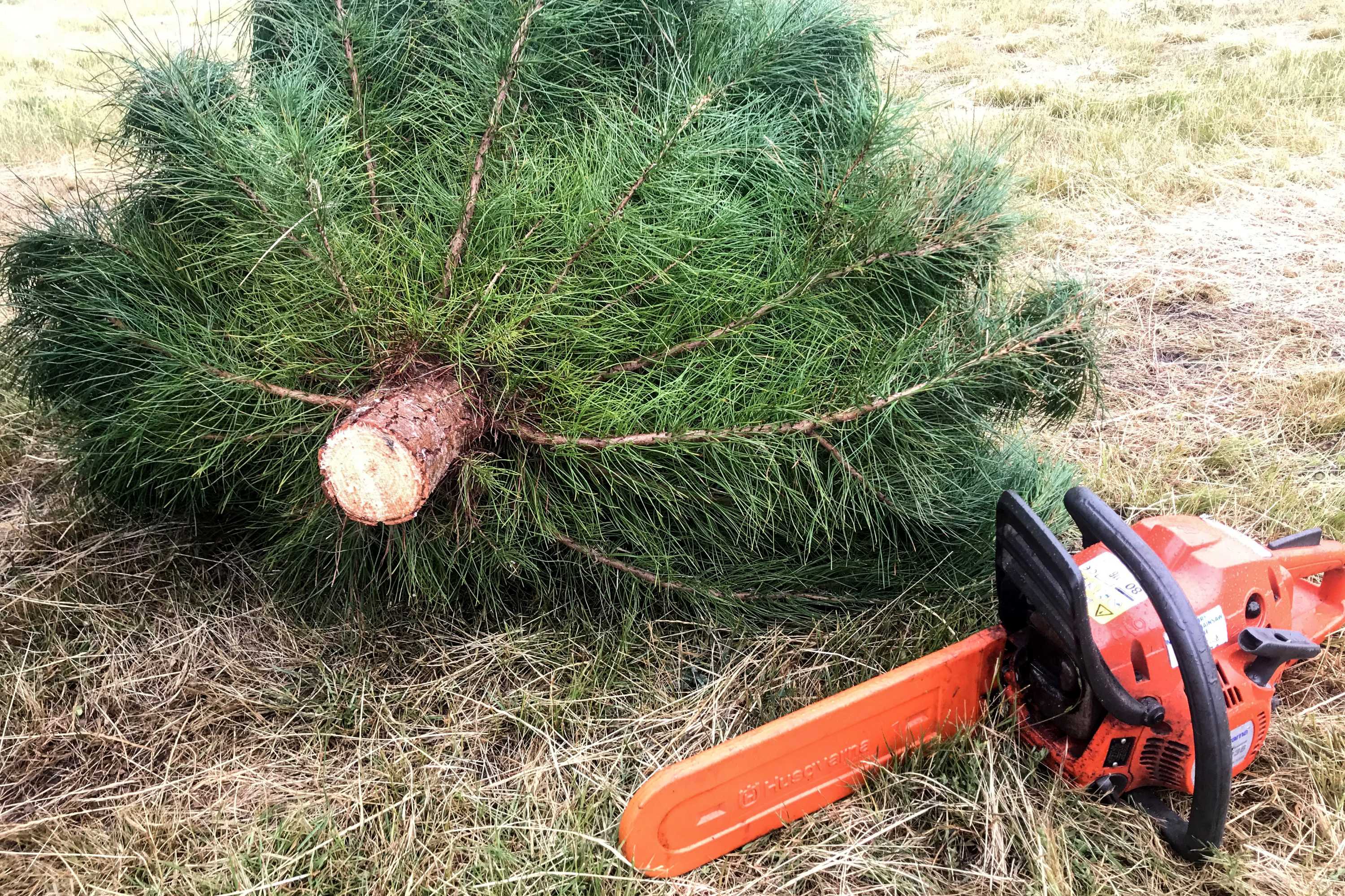 PLUG - the world's funnest quiz