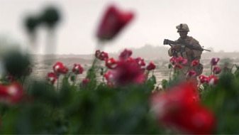 A U.S. Marine secures an opium poppy field on March 22, 2009 in remote Qalanderabad in southwest Afghanistan. (Getty Images/J...