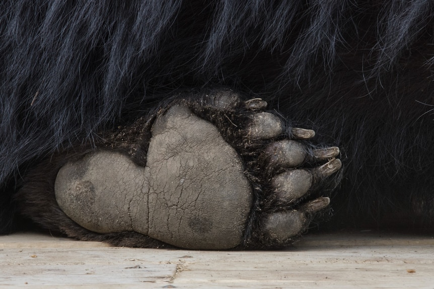 A close up of the underside of a black bear's rear paw, showing sole, toes and claws