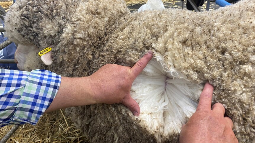 A mans hands splitting open the wool on a Merino ewe to show the quality of the wool